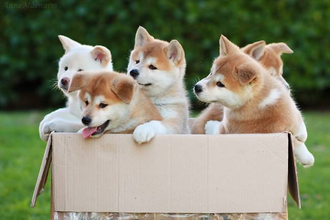 Que nourrir Akita Inu