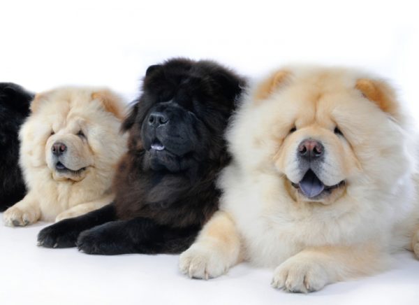 Comment nourrir le chow chow lire l'article