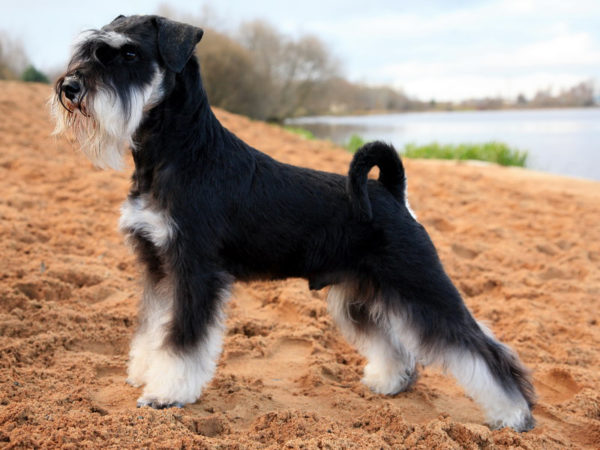 Comment nourrir le schnauzer miniature lire l'article