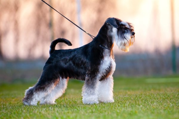 Comment nourrir le schnauzer miniature