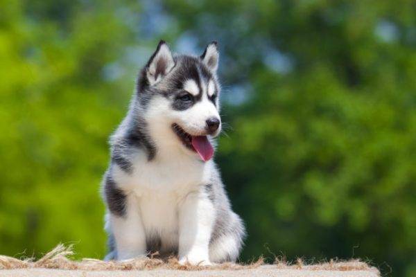 chiot husky