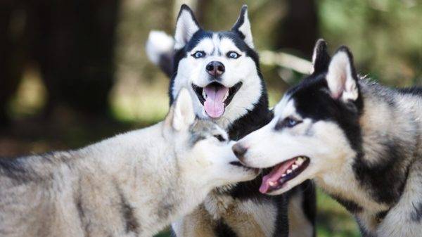 trois huskies