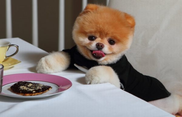 Comment nourrir un Spitz de Poméranie lire l'article