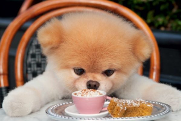 Que nourrir le Spitz