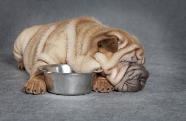 Que nourrir sharpei