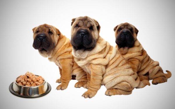 Comment nourrir sharpei lire l'article