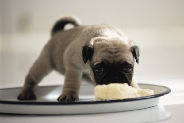 Comment nourrir correctement un chiot souffrant de diarrhée lire l'article