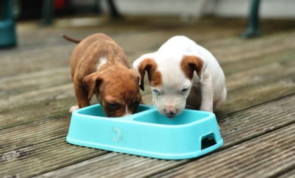 Comment nourrir un chiot souffrant de diarrhée