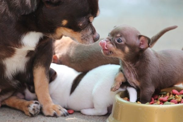 Chiens mignons