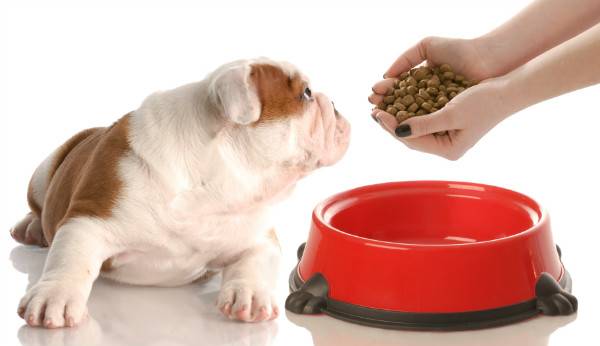 Chien avec un bol rouge