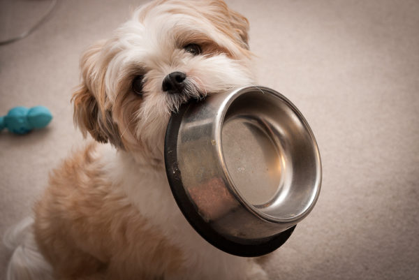 Comment nourrir Shih Tzu