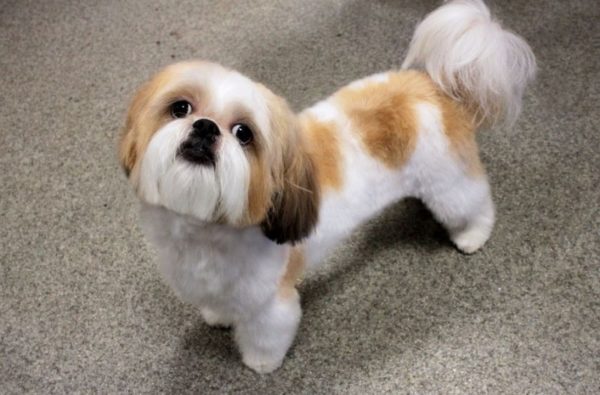 Comment nourrir Shih Tzu lire l'article