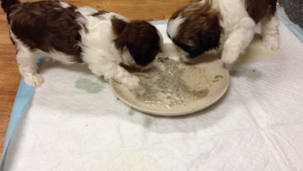 Shih Tzu mange