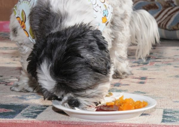 Régime naturel Shih Tzu