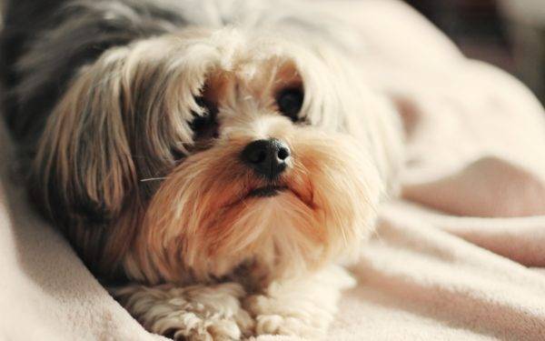 La meilleure nourriture sèche pour Shih Tzu