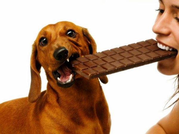 Le chien ne doit pas être doux