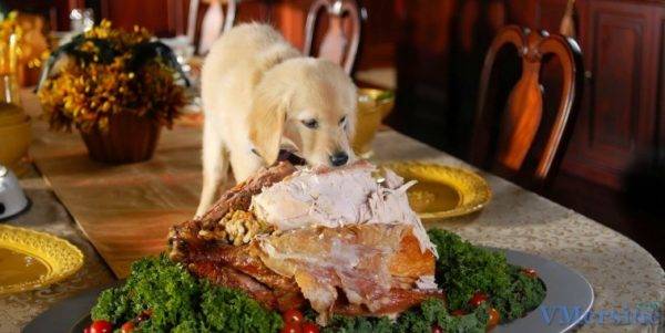 Qu'est-ce qui ne peut pas nourrir un chien