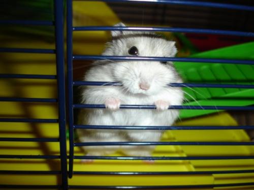 Que faire si un hamster s'échappe