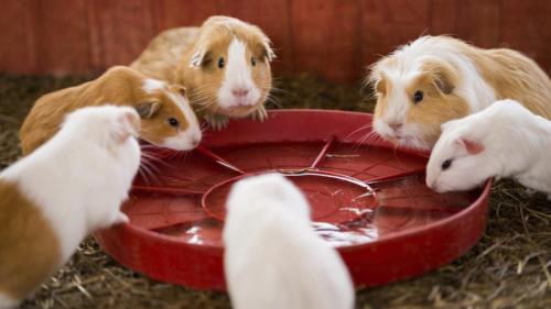 Que mangent les rongeurs domestiques?
