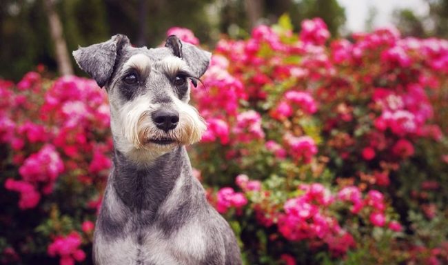 Le schnauzer miniature peut s'appeler un grand chien, enfermé dans un petit corps. Le schnauzer miniature se méfie de tout ce qui l'entoure et souhaite ardemment protéger le propriétaire