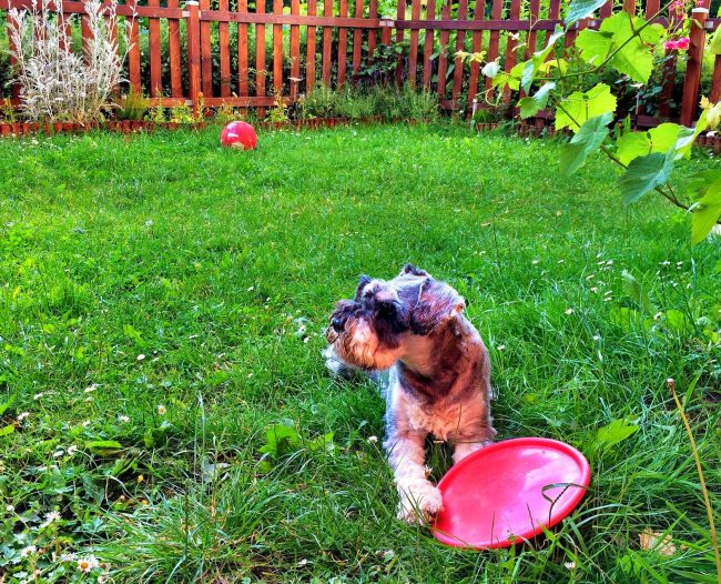 Le Schnauzer miniature aime les promenades en plein air et les jeux actifs. Il se fera un plaisir de vous tenir compagnie au jeu du frisbee et de courir après le ballon.