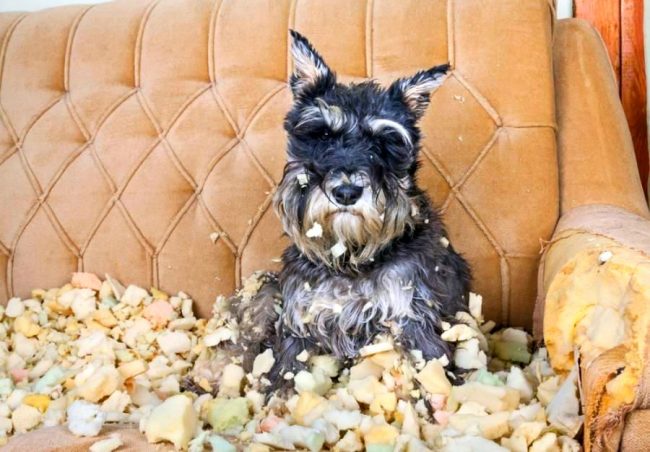 Ne laissez pas le schnauzer trop longtemps. Cela peut être dangereux pour vos meubles.