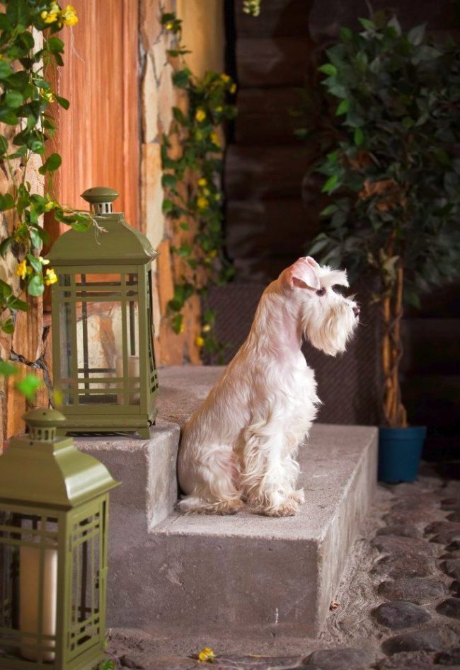 Le Schnauzer miniature est un vrai gardien