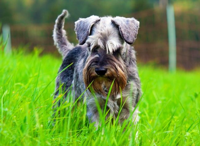 Le Schnauzer nain est une race de chiens en très bonne santé. Mais ils peuvent parfois souffrir de blessures en raison de leur activité, d'insectes et de vers.