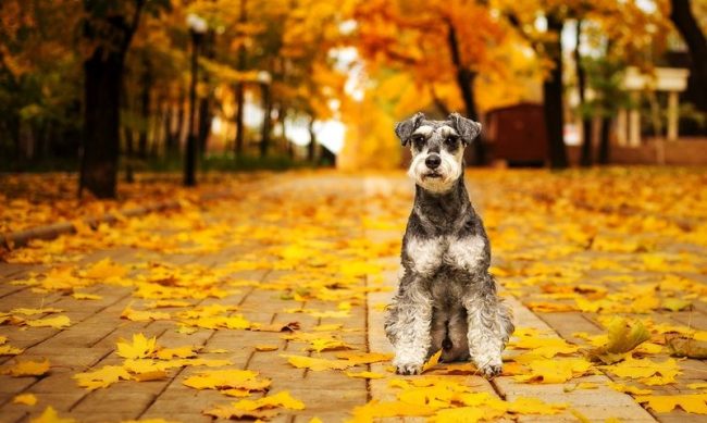 Le Schnauzer miniature est un chien merveilleux, gentil, loyal et courageux qui peut décorer votre vie quotidienne