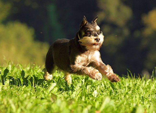 Les chiens schnauzer miniatures sont extrêmement actifs, ils aiment les exercices et les charges énergiques, les jeux amusants et bruyants, ils sont extrêmement actifs dans divers types d'événements familiaux.