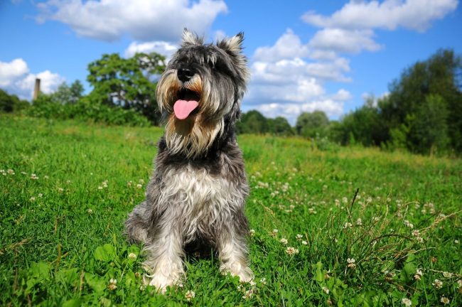 Couleur de Schnauzer miniature