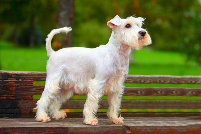 Comme le reste des schnauzers, le schnauzer miniature est très agile et alerte. Ce chien obéit très facilement aux ordres.