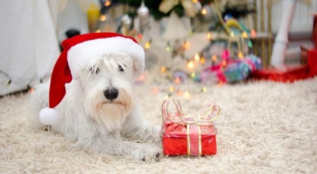 Le Schnauzer miniature est choisi par ceux qui ont besoin d'un compagnon ou simplement d'un animal domestique. Etant donné que le chien nécessite une attention constante, les familles où il n'y a pas de temps à lui ne lui conviennent pas. Ce sont de bons amis pour les enfants qui aiment la famille, ils apportent beaucoup de joie à la maison. 