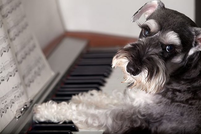 Schnauzer miniature respecte les classiques