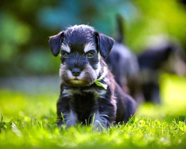 Schnauzer Miniature Sérieux