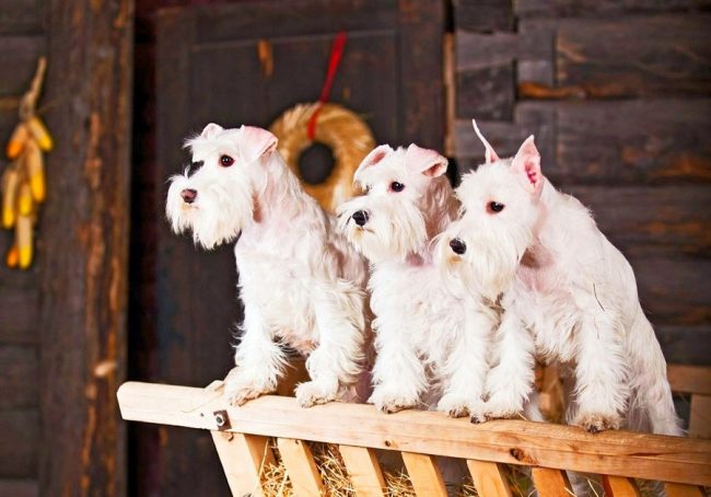 La famille des schnauzers blancs