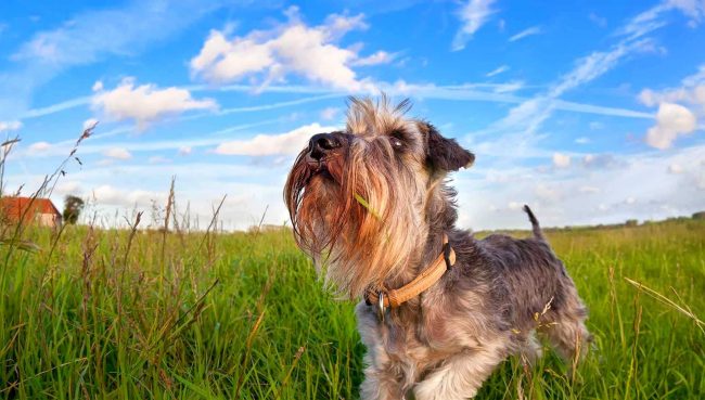 Schnauzer miniature dans les champs