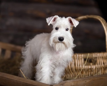 Schnauzer miniature, Zwergschnauzer, Schnauzer miniature