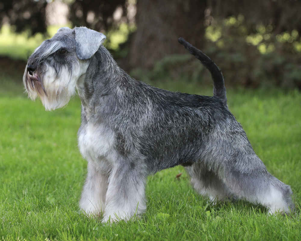 Schnauzer miniature sel et poivre