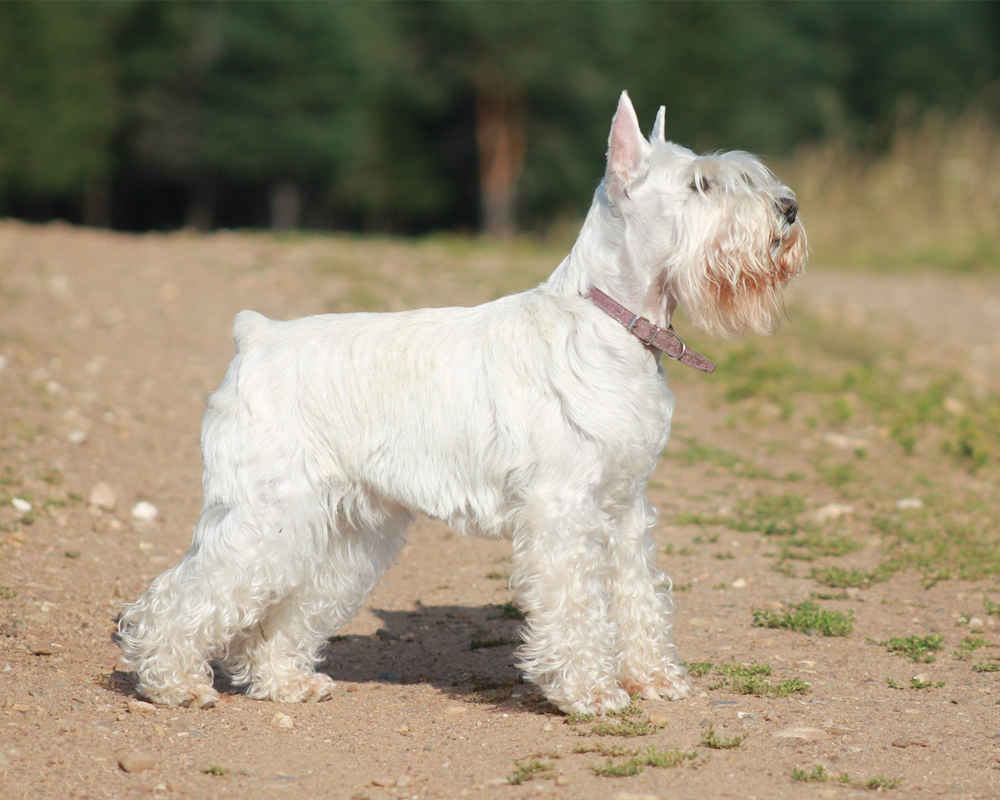 Le Schnauzer Miniature Blanc est debout