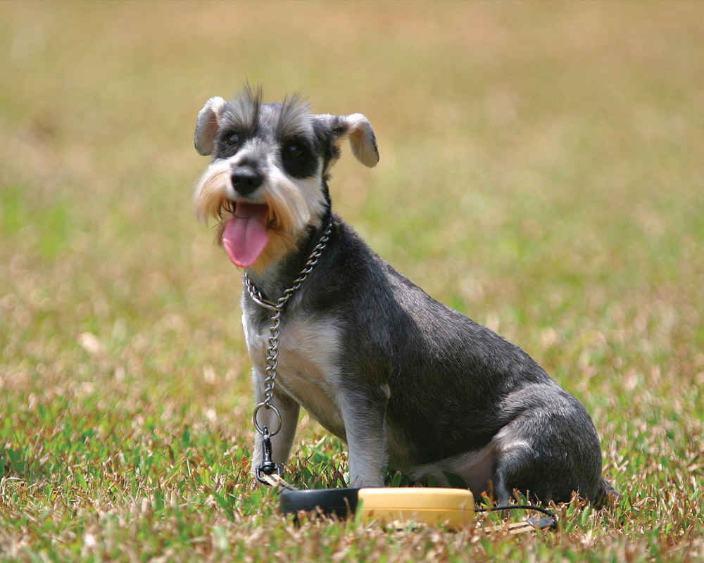 Schnauzer miniature et Leash