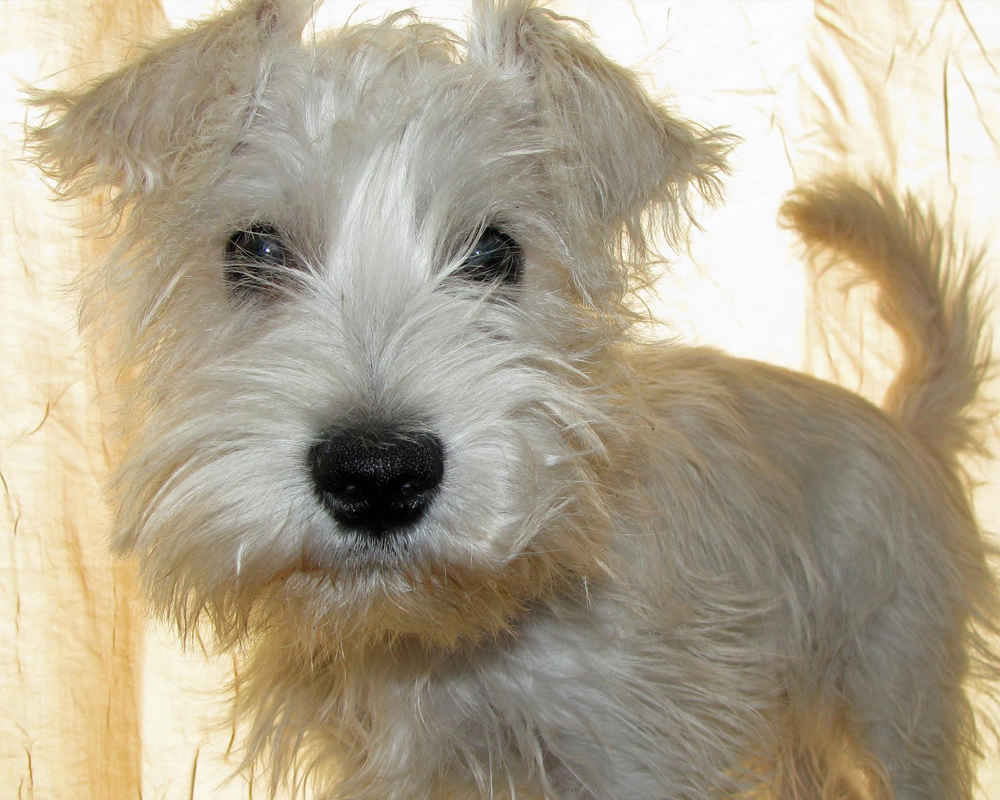Schnauzer miniature blanc
