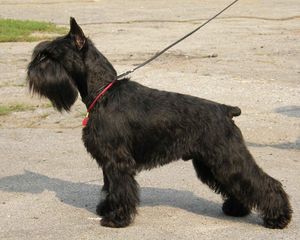 Schnauzer miniature noir en laisse
