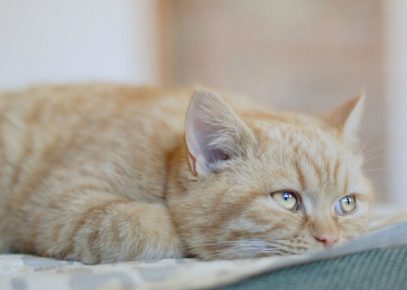 chat triste