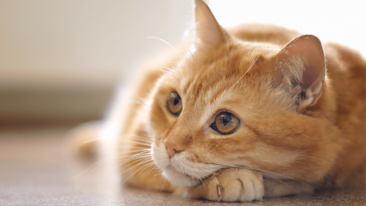 dépression chez un chat