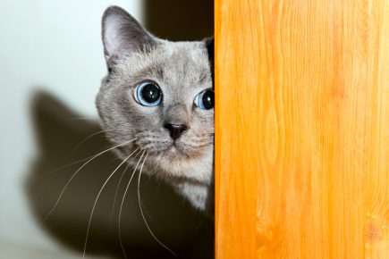 chat regarde au coin de la rue