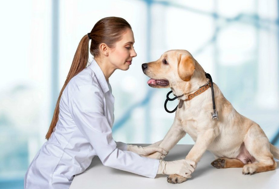 Dysplasie de hanche de chien: diagnostic, traitement et pronostic