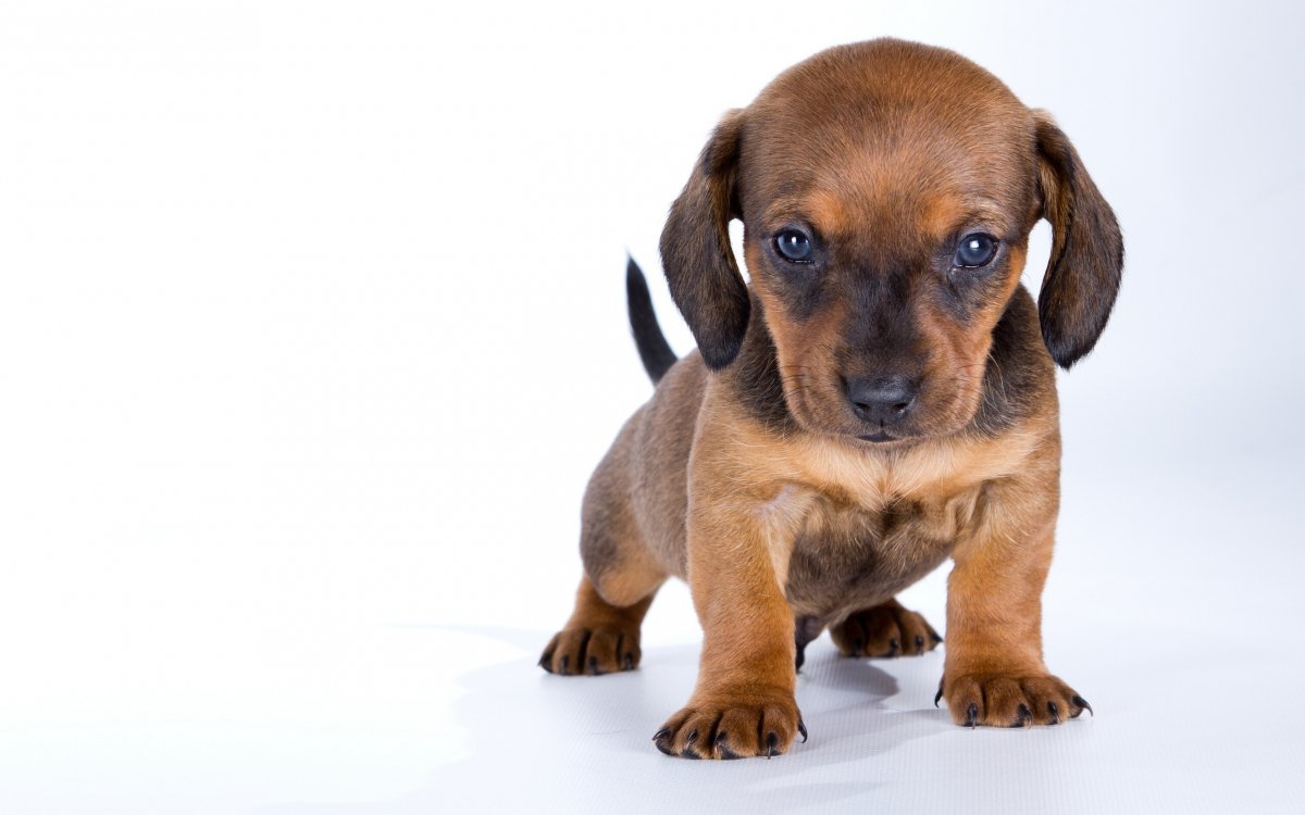Dysplasie de hanche de chien: diagnostic, traitement et pronostic