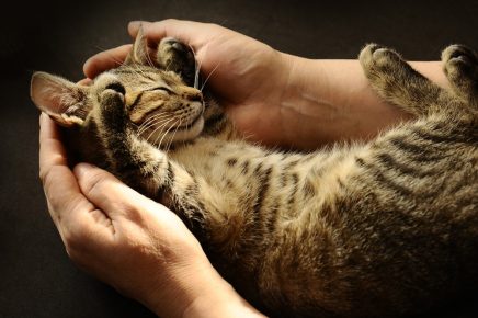 Chat dans les paumes