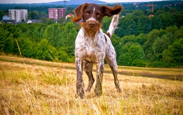 Drathaar est un chien très énergique. Ils doivent être occupés par du travail, ils ont tellement d'énergie de la vie qu'ils peuvent jouer ou travailler toute la journée.